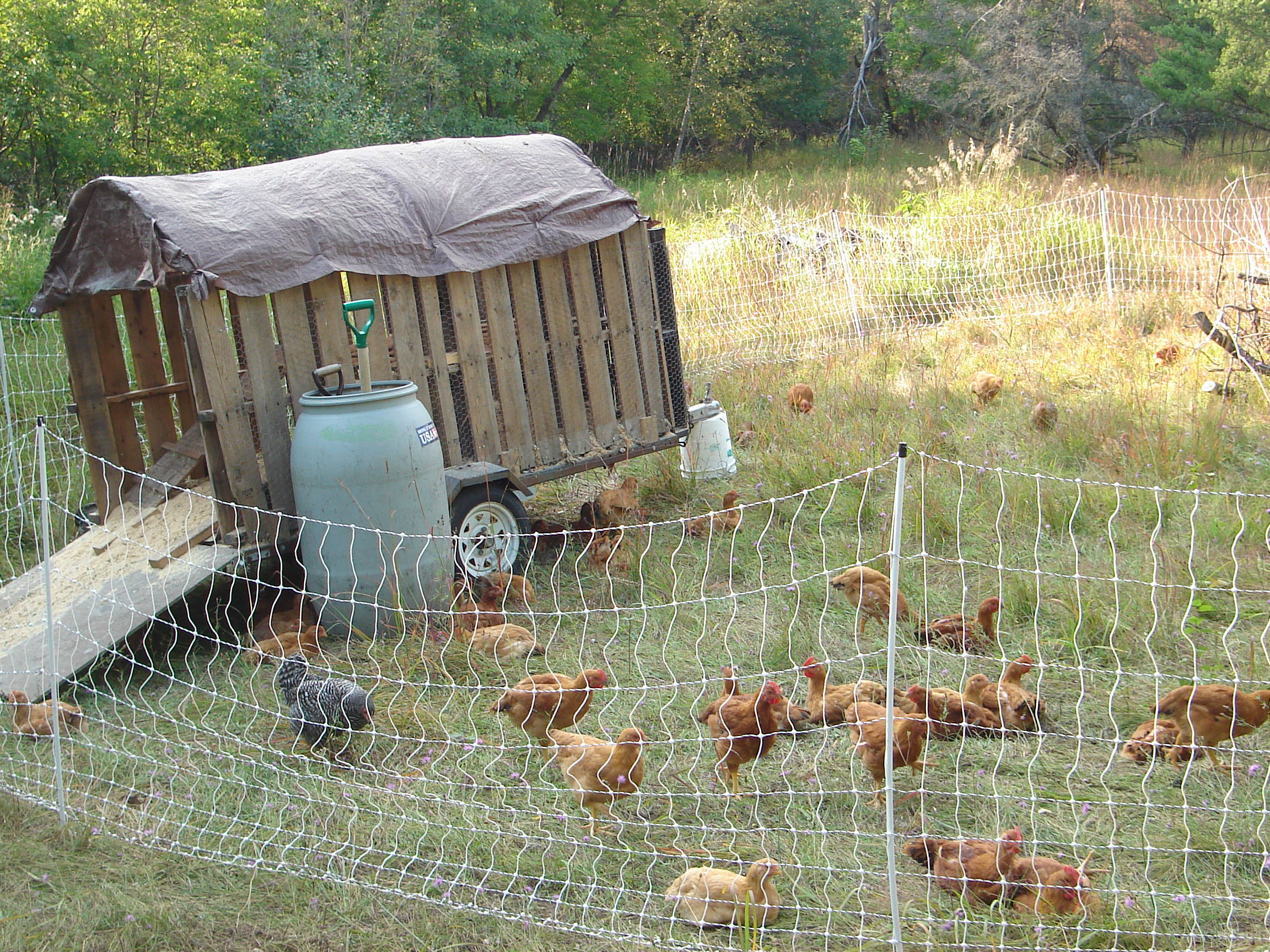 December 2014 Hen ternak